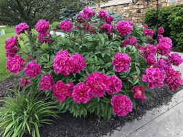 Beautiful peonies in full bloom