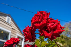  Photo 47