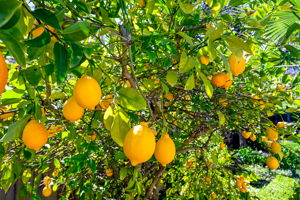 Mutiple producing fruit trees