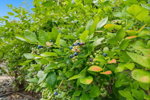  Photo 49