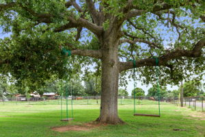 Ancient tree with swings