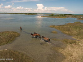 Shackleford Banks Horses