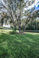Backyard2