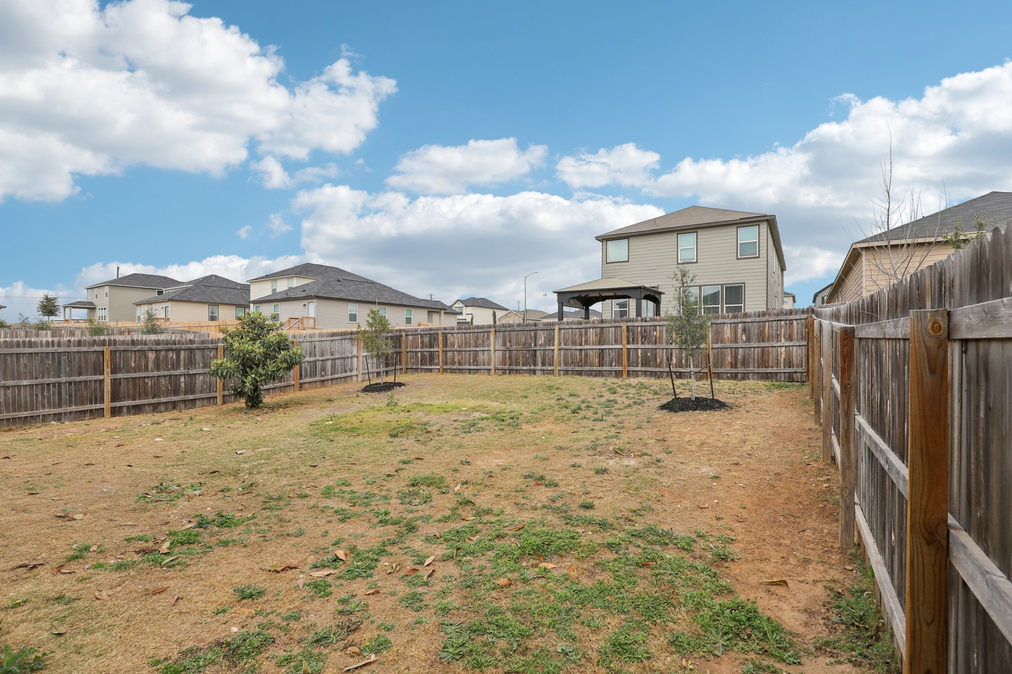 Red Pheasant-S0603-041.jpg