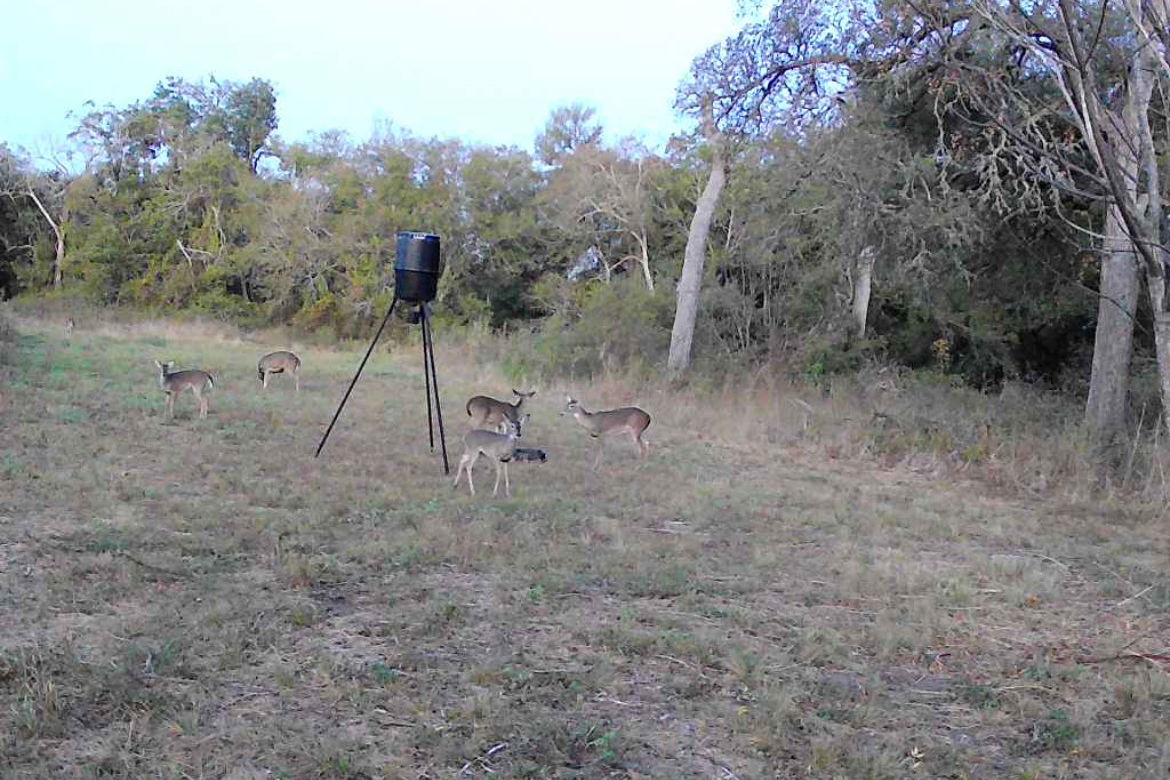 Deer on Property