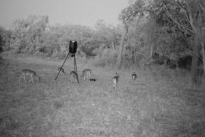 Deer Feeder on Property
