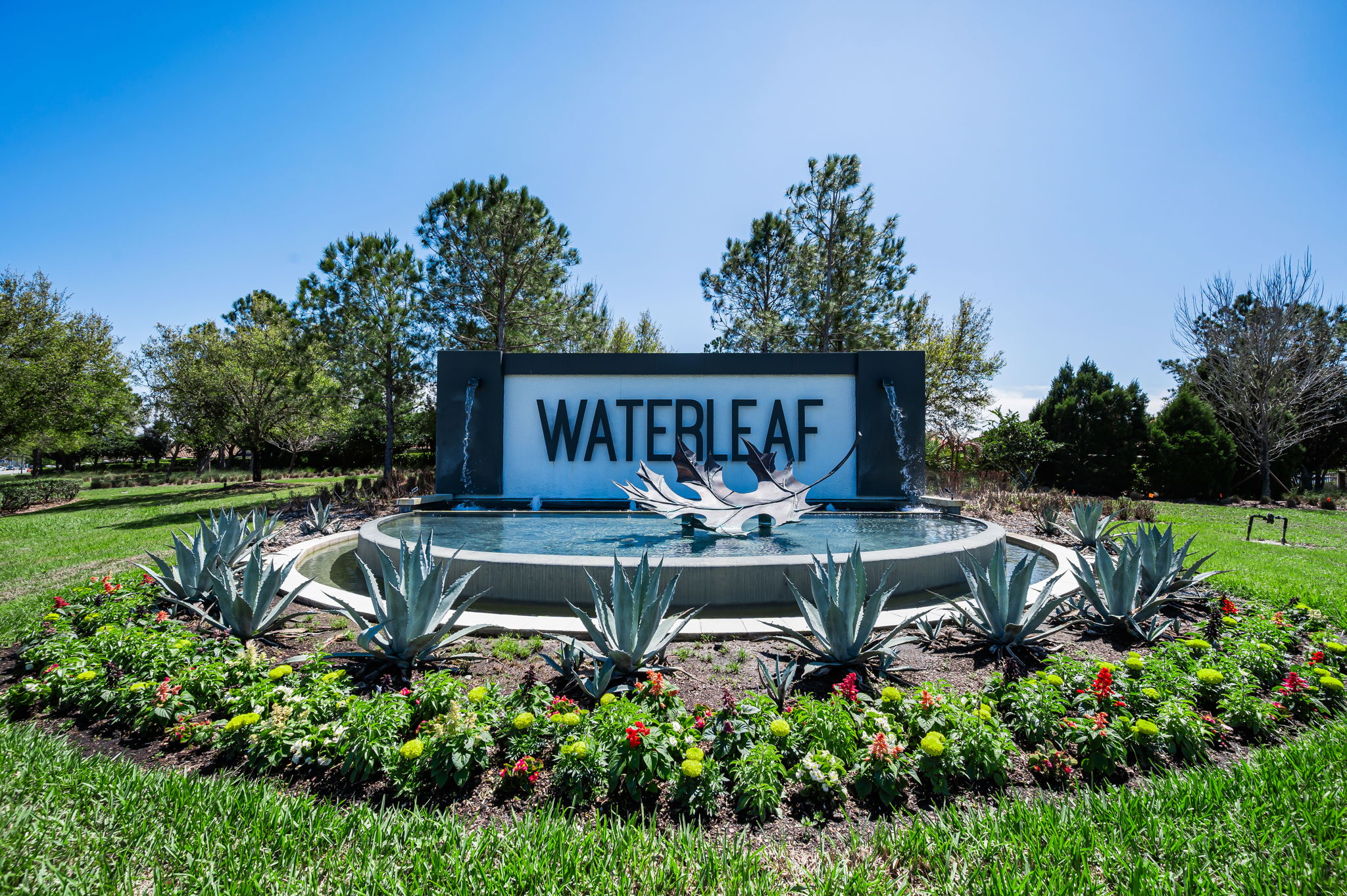 Waterleaf1