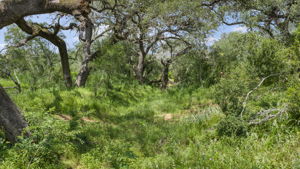  Photo 0