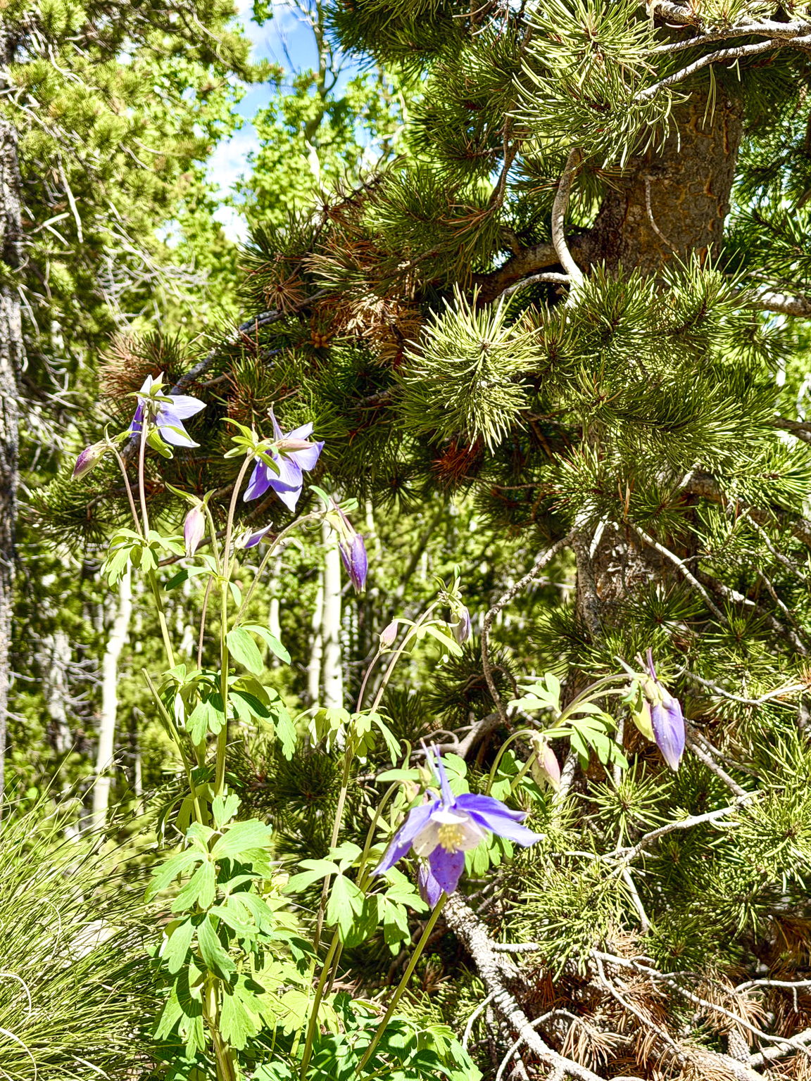  Photo 6