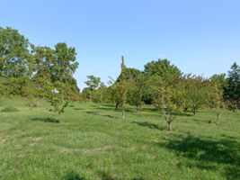  Photo 45