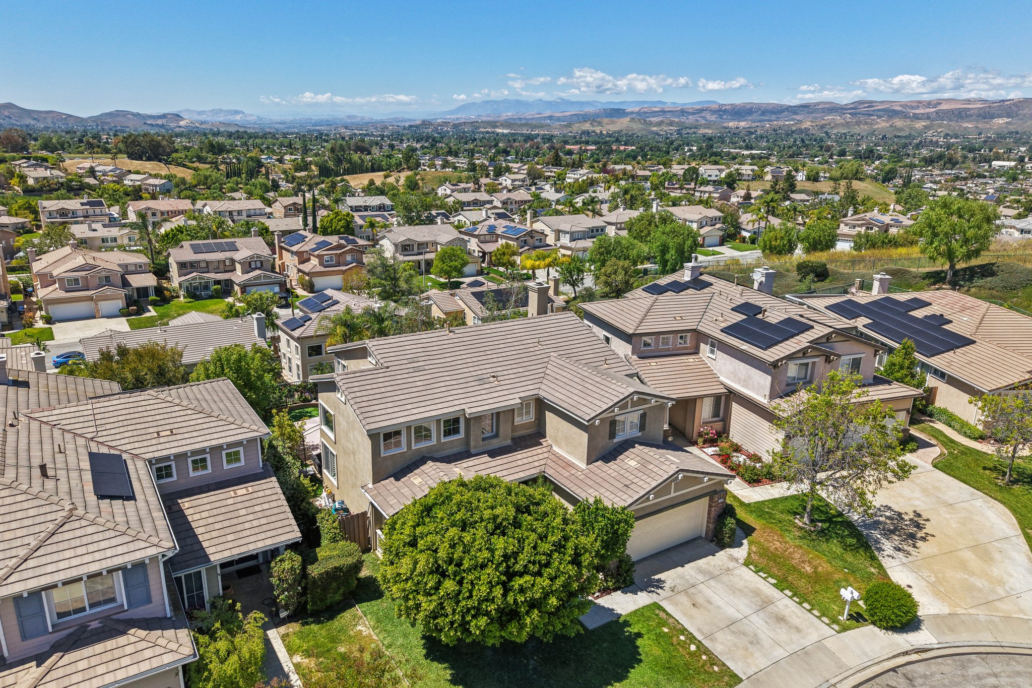 Poppy Tree Pl-S1504-059.jpg