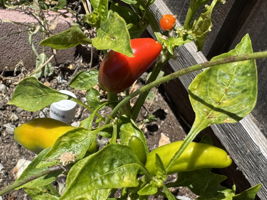  Photo 41