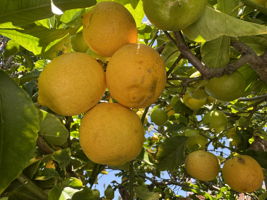  Photo 44