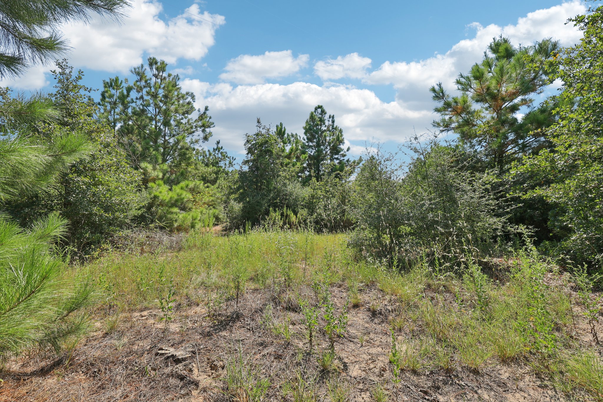Rolling Pines Dr-S0909-050.jpg