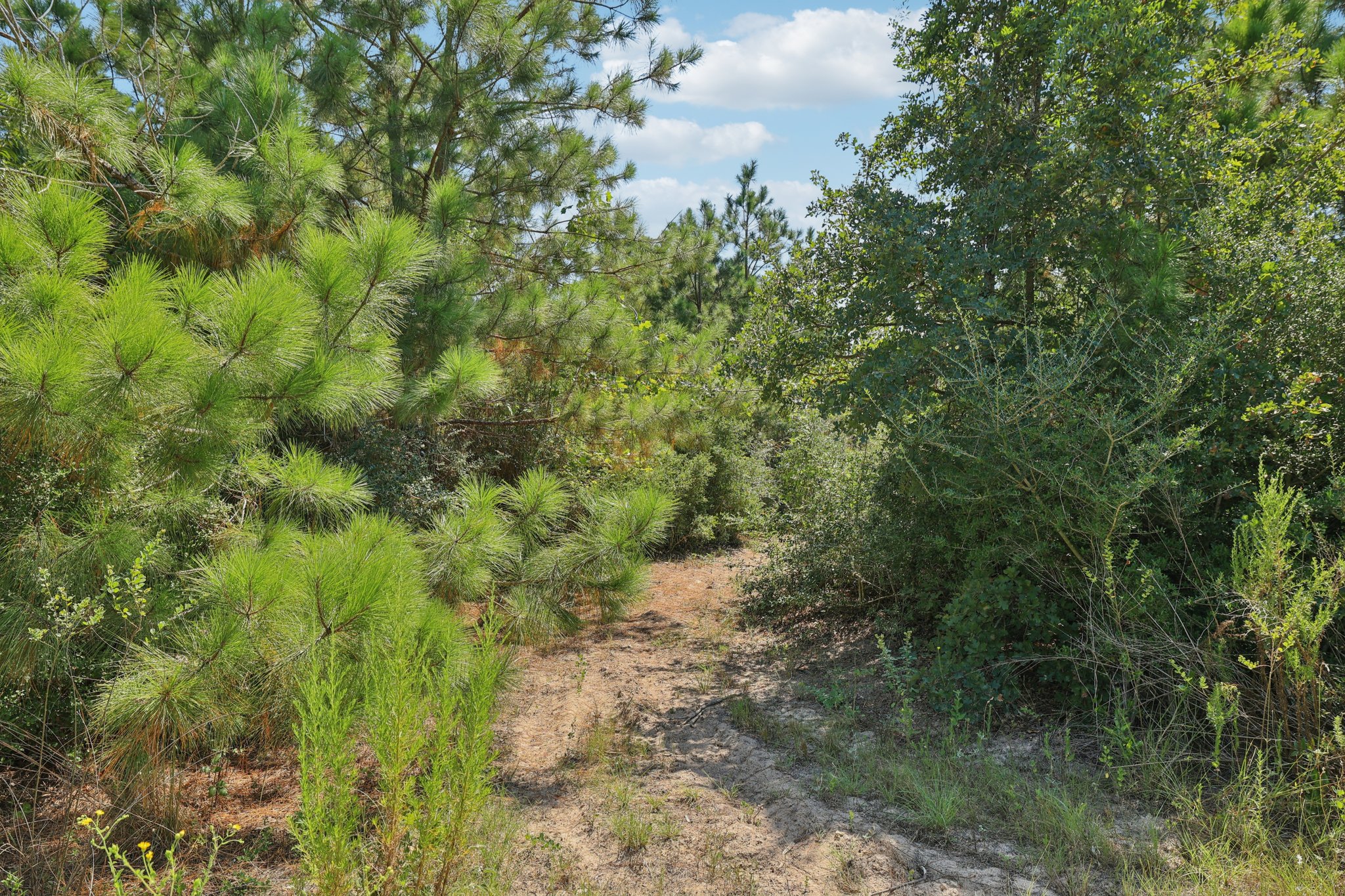 Rolling Pines Dr-S0909-052.jpg