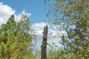 Rolling Pines Dr-S0909-045.jpg