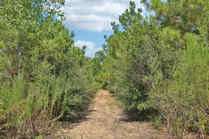 Rolling Pines Dr-S0909-047.jpg
