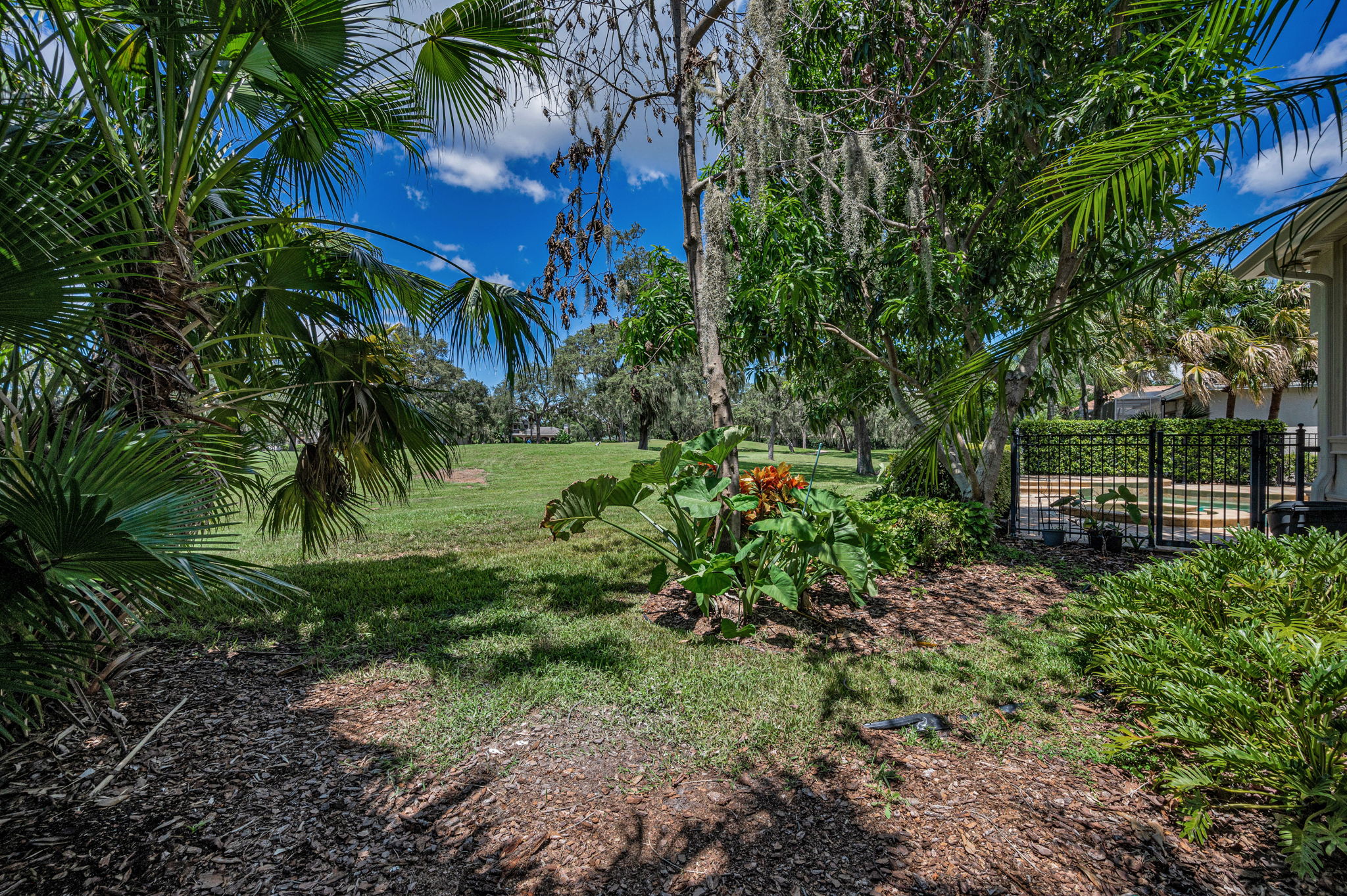 Backyard2