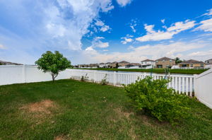 Backyard4