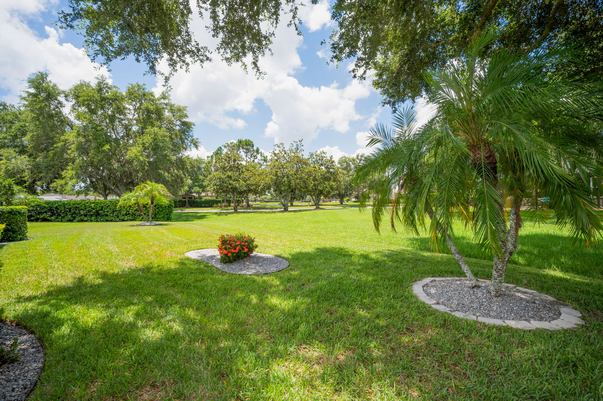 Backyard6