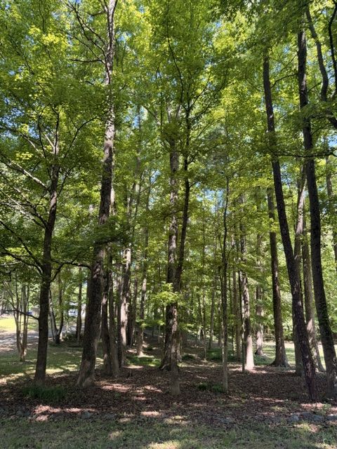 Tall trees and privacy throughout the property.
