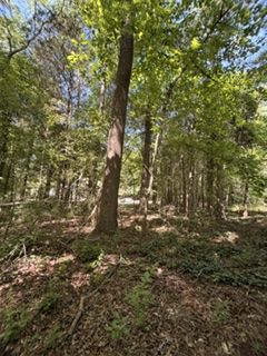 Land at top of hill toward Sam Furr.