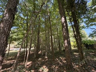 backyard woods.