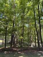 Tall trees and privacy throughout the property.