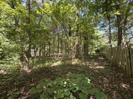 Woods behind back yard.