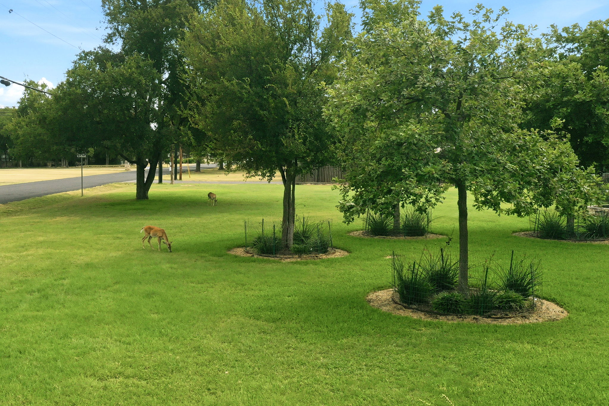 Aerial of Deer