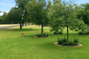 Aerial of Deer
