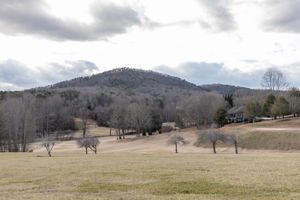 Orchard-19