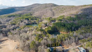 Orchard-2