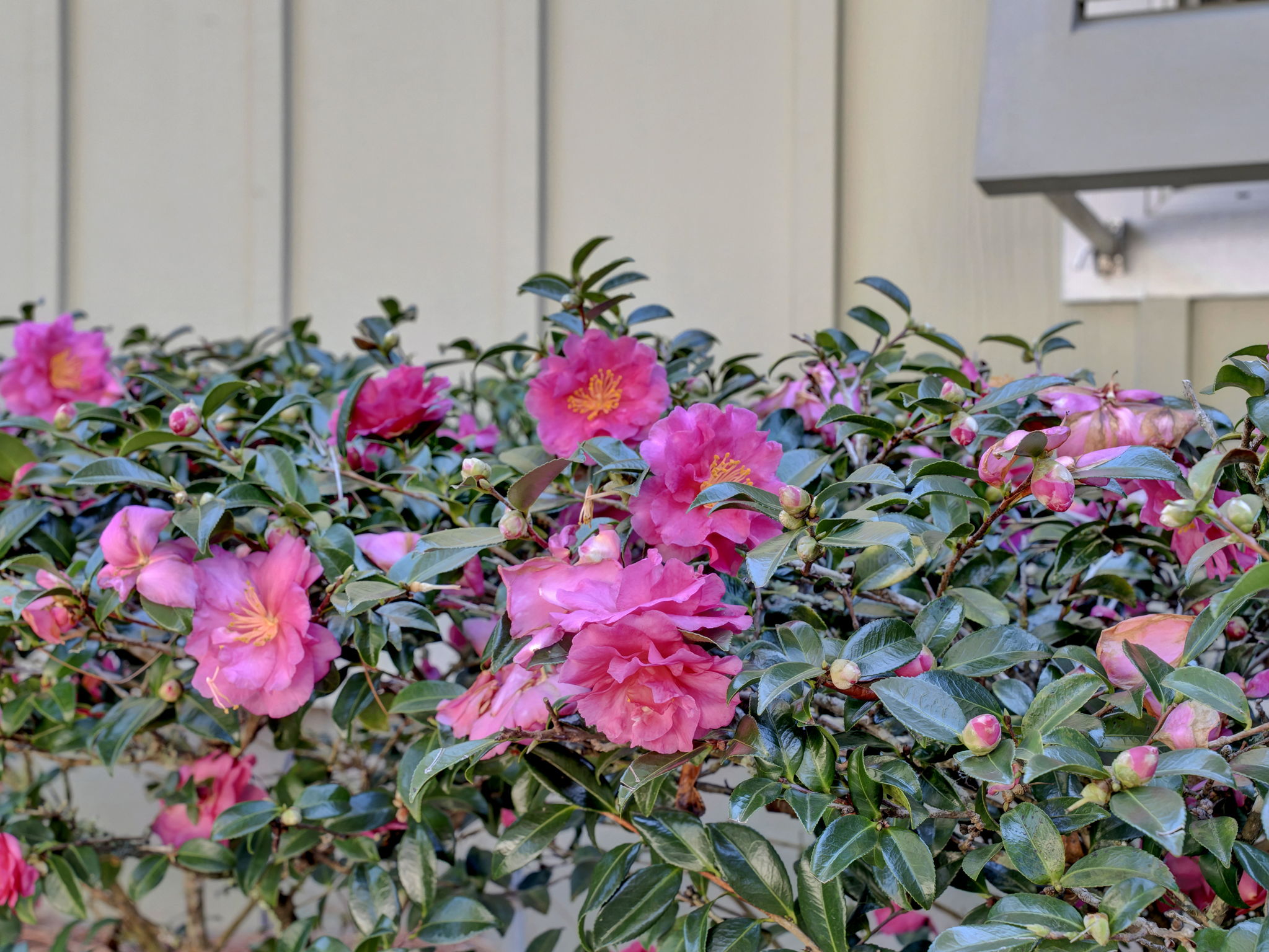 1271 Ainsworth Dr 39