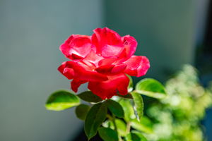  Photo 50