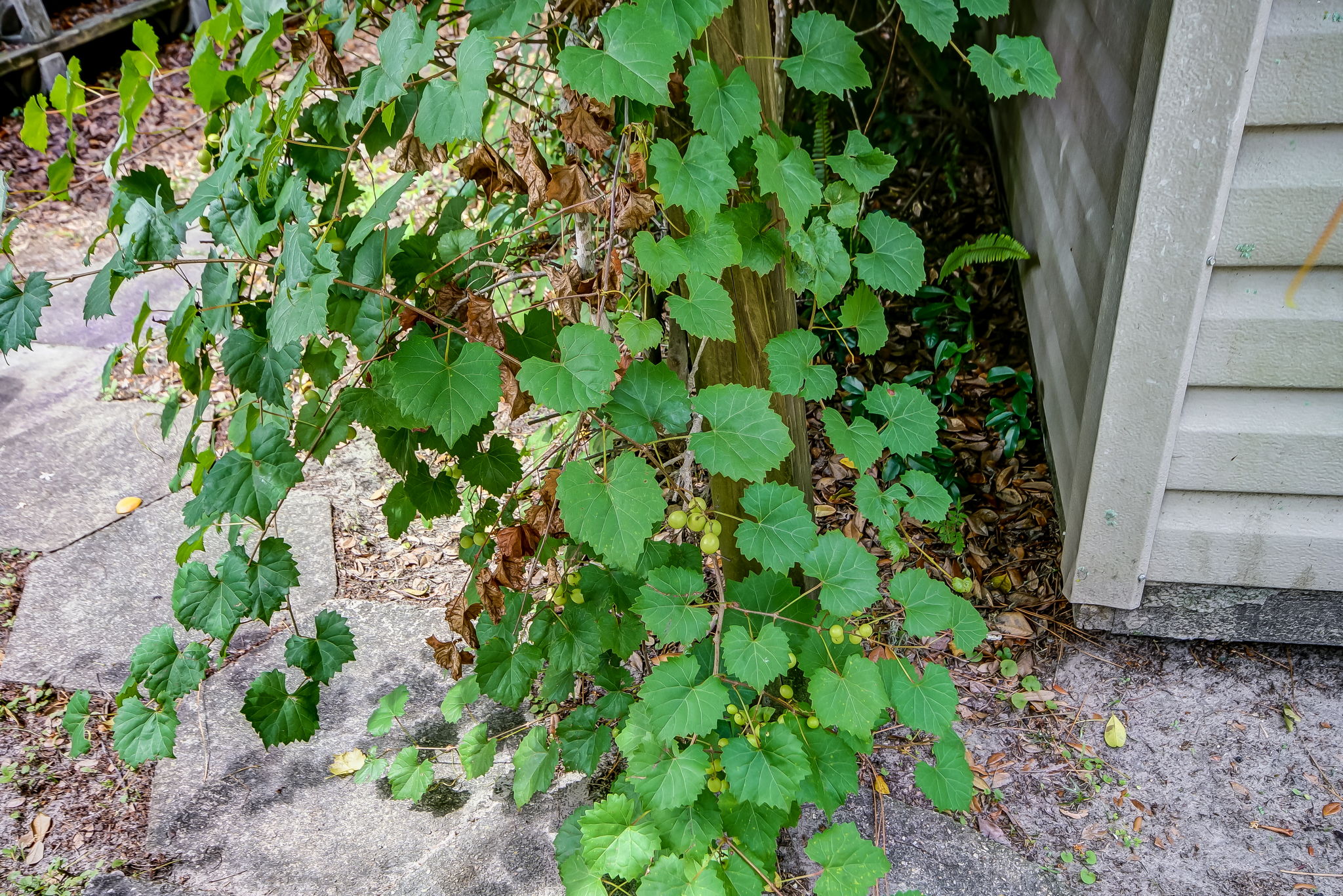 Wild Grapes