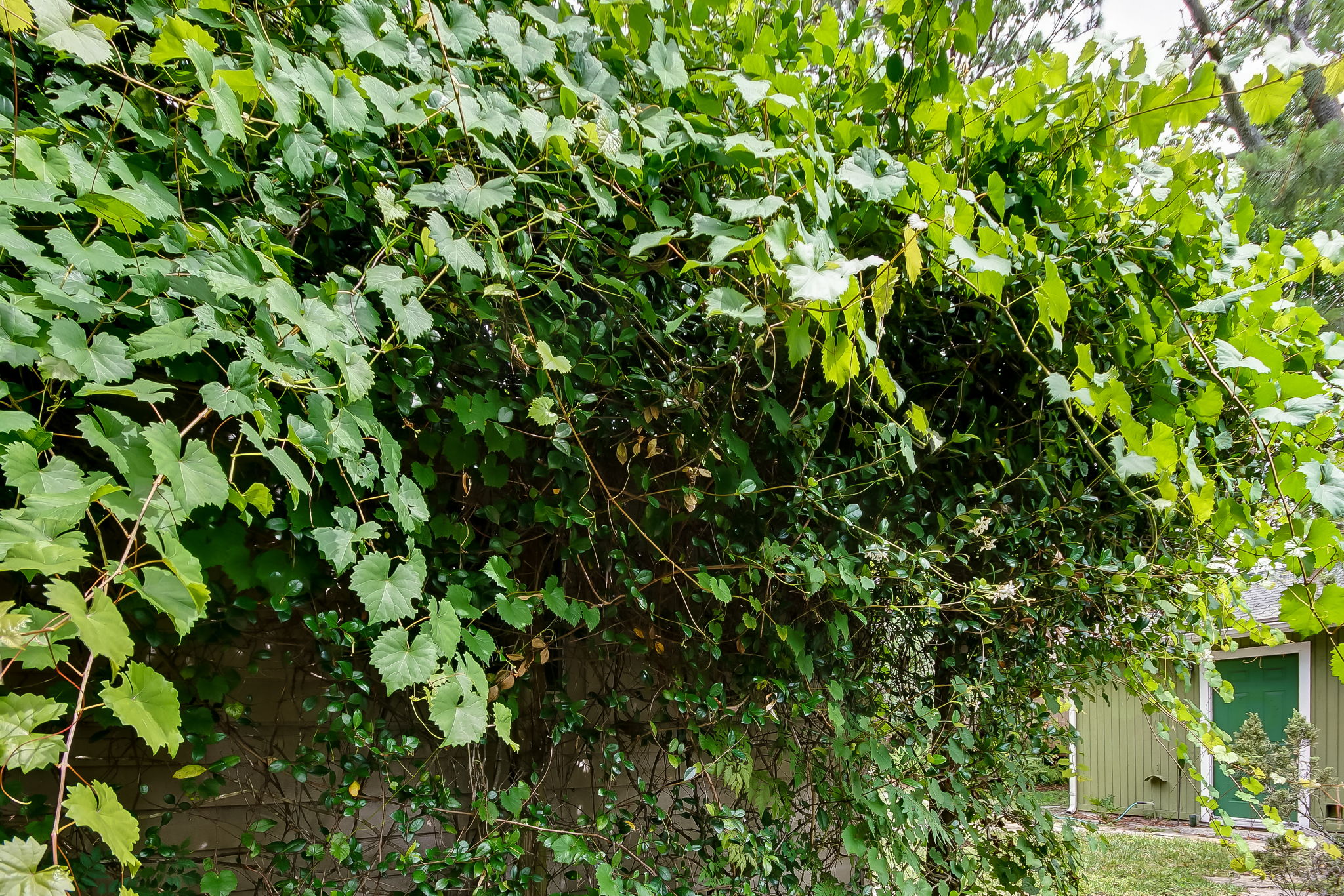 Wild Grapes