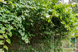 Wild Grapes