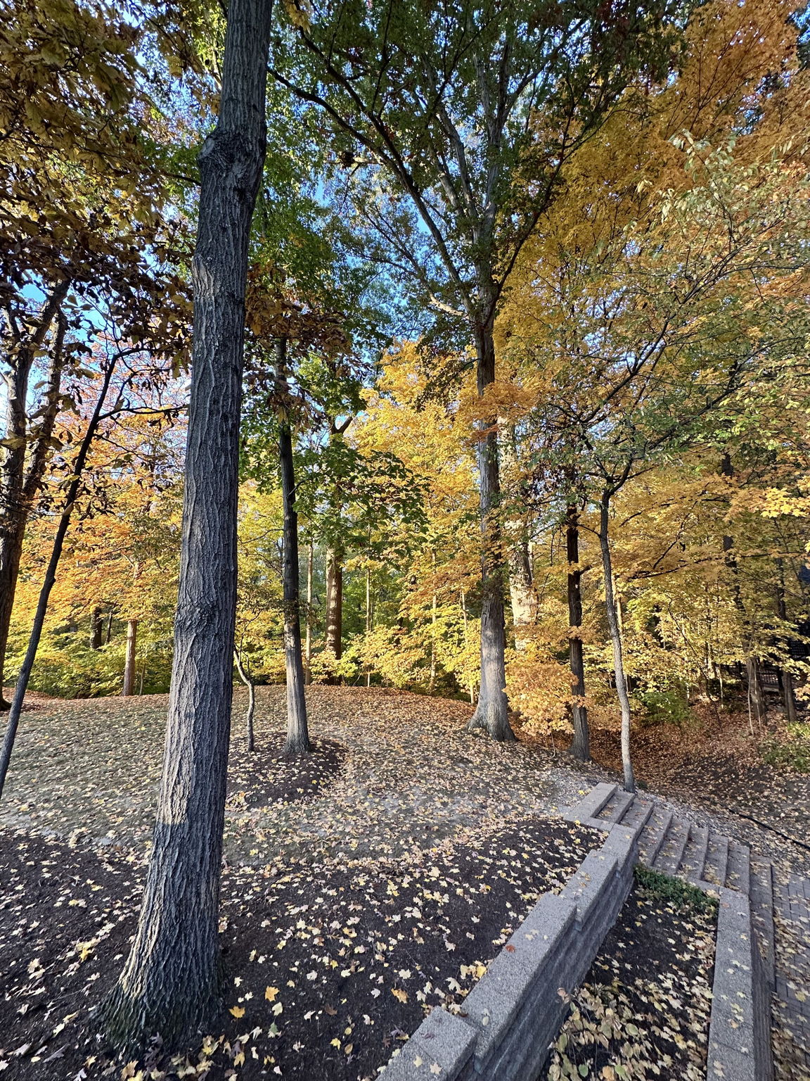 Exterior photo from 2025 showing leaves in full bloom