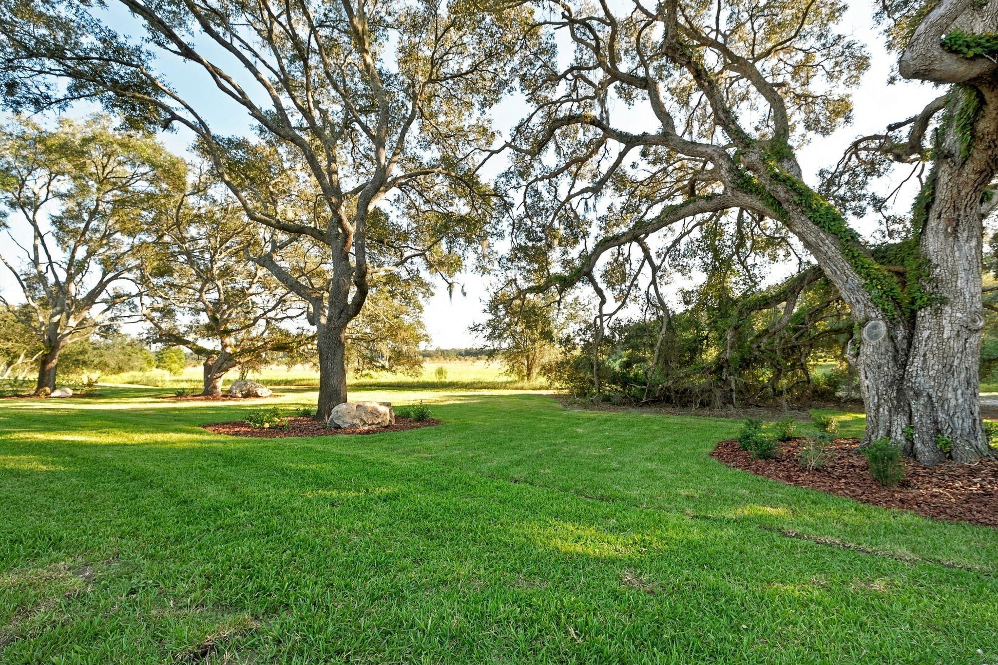 Backyard2