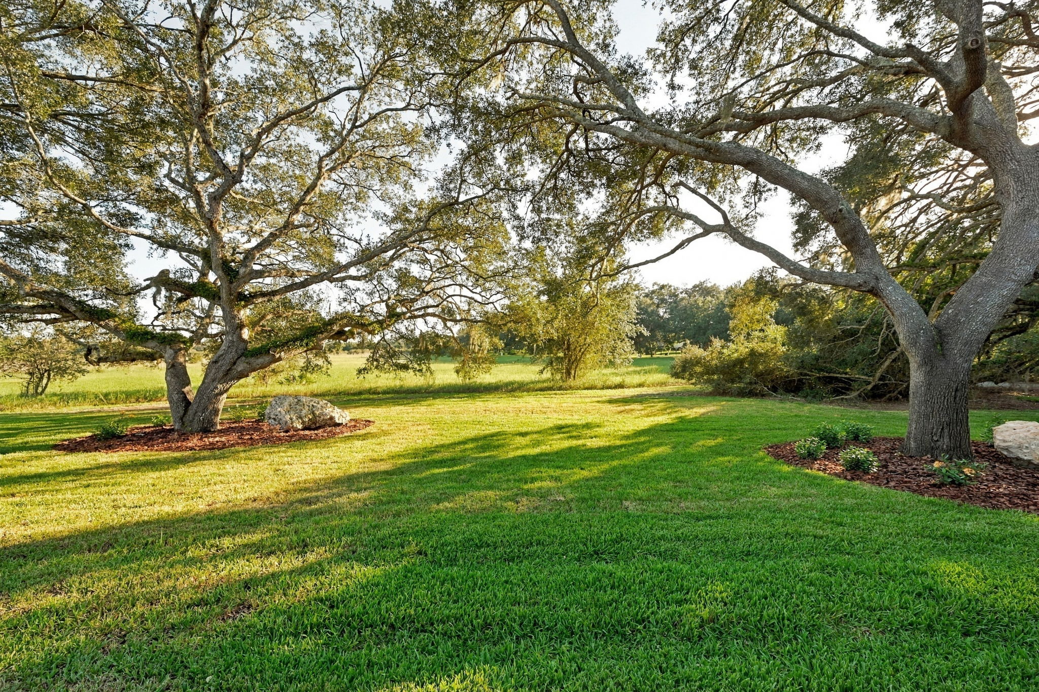Backyard3