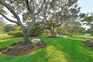 Backyard1