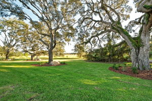 Backyard2