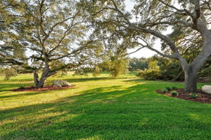 Backyard3