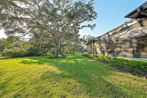 Backyard11