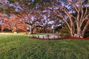 Backyard35