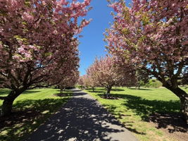 Driveway Trees in Bloom