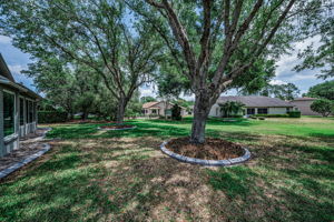 Backyard1