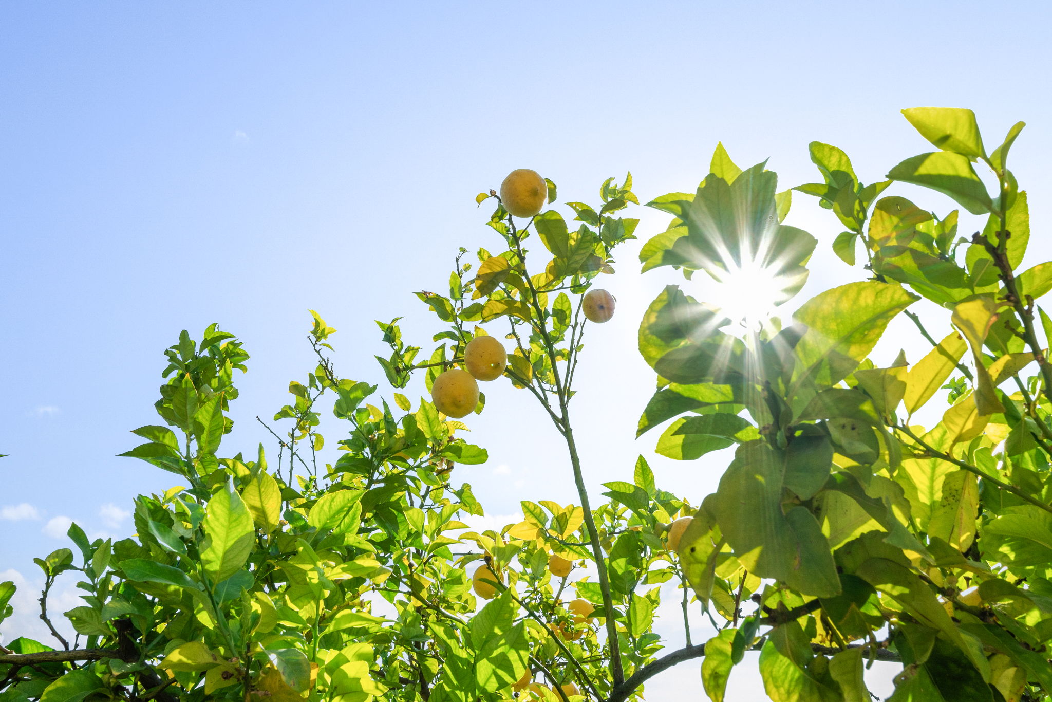 Lemon Tree on Property