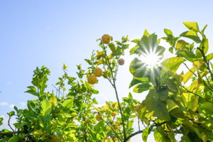 Lemon Tree on Property